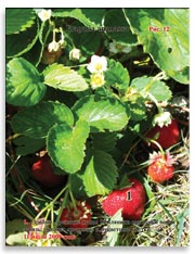 Земляника садовая (клубника), Fragaria ananassa