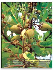 Павлония томентоза Имперская (Paulownia tomentosa – Imperialis)