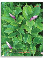 Магнолия «Сюзан» (Magnolia “Susan”)