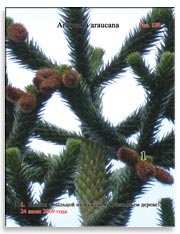 Араукария чилийская (Araucaria araucana) – Обезьянье дерево