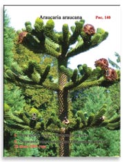 Араукария чилийская (Araucaria araucana) – Обезьянье дерево