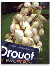 Пальма Юкка Трекуля (Yucca treculeana Carriere)