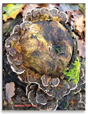 Грибница Майтаке (Grifona frondosa)