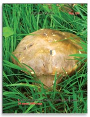 Белые грибы (Boletus edulis)