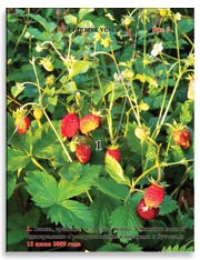 Земляника лесная (Fragaria vesca L.)