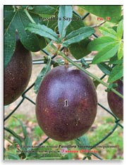 Passiflora Sayonara