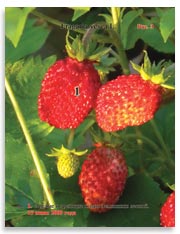 Земляника лесная (Fragaria vesca L.)