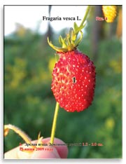Земляника лесная (Fragaria vesca L.)