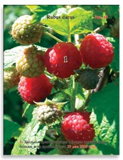 Малина (Rubus daeus)