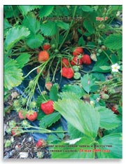 Земляника садовая (клубника), Fragaria ananassa