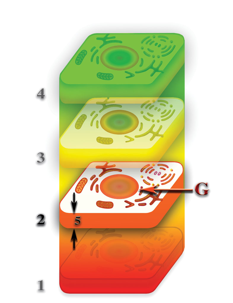 Если клетка имеет физически плотное тело и второе материальное тело (изначальная клетка), то, после разрушения или гибели физически плотного тела, второе материальное тело не исчезает