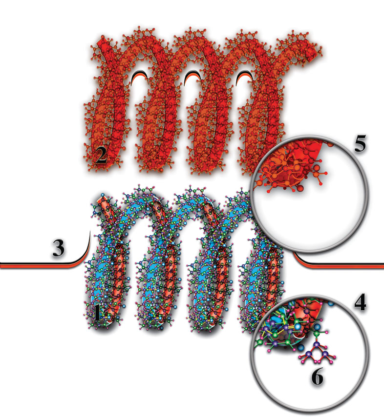 Внешний сигнал в виде ионного кода достигает тела собственно нейрона