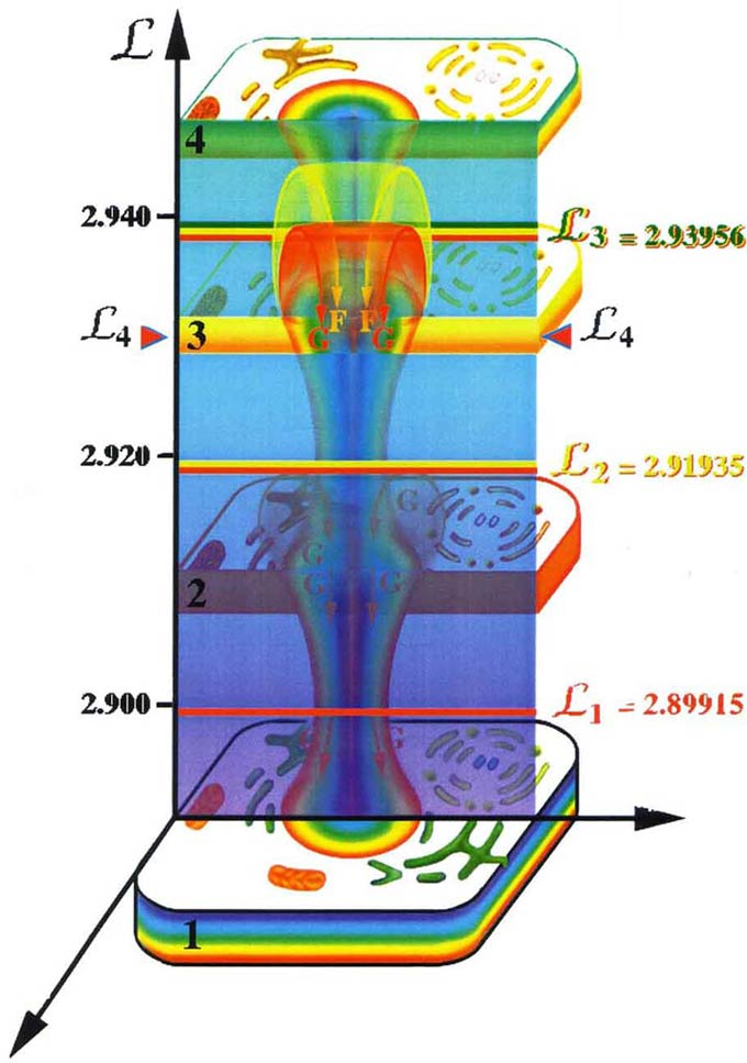 астральное тело клетки имеет собственный уровень мерности, который поддерживается восходящими потоками первичных материй
