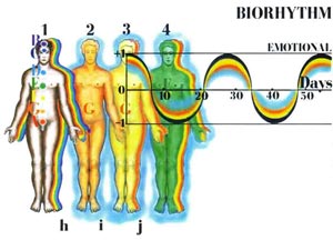 эмоциональный биоритм
