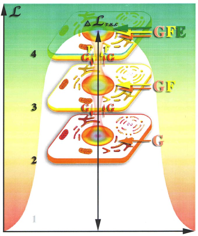 на определённой стадии эволюции многоклеточных организмов у некоторых типов клеток в ходе эволюции могут появиться и четвёртые материальные тела