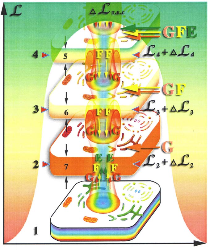 воздействие внешней и внутренней сред на физически плотную клетку приводит к тому, что происходит разрушение в той или иной степени физически плотных молекул в клетках