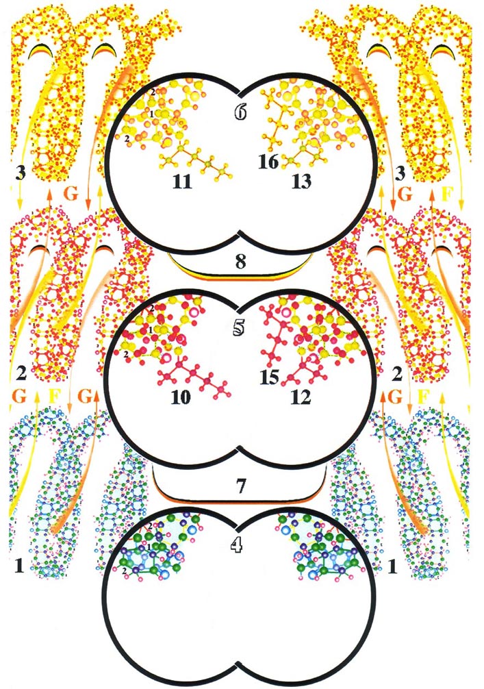 тело молекулы ДНК 