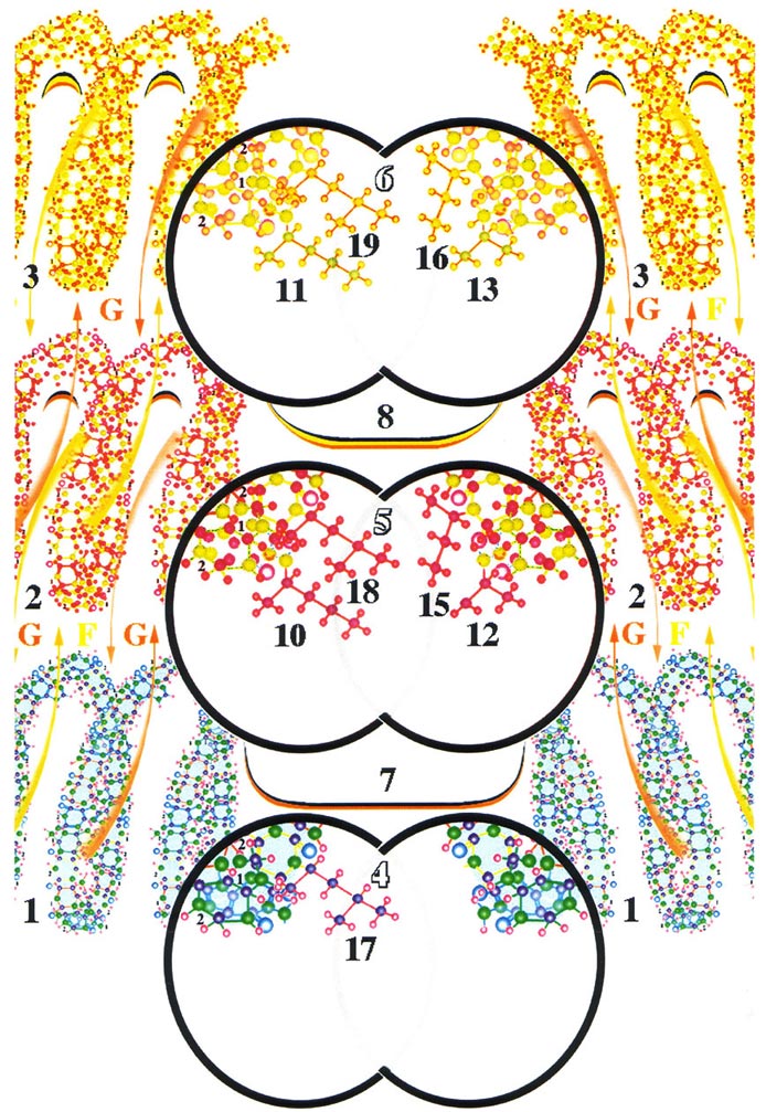 формировании структур долговременной памяти