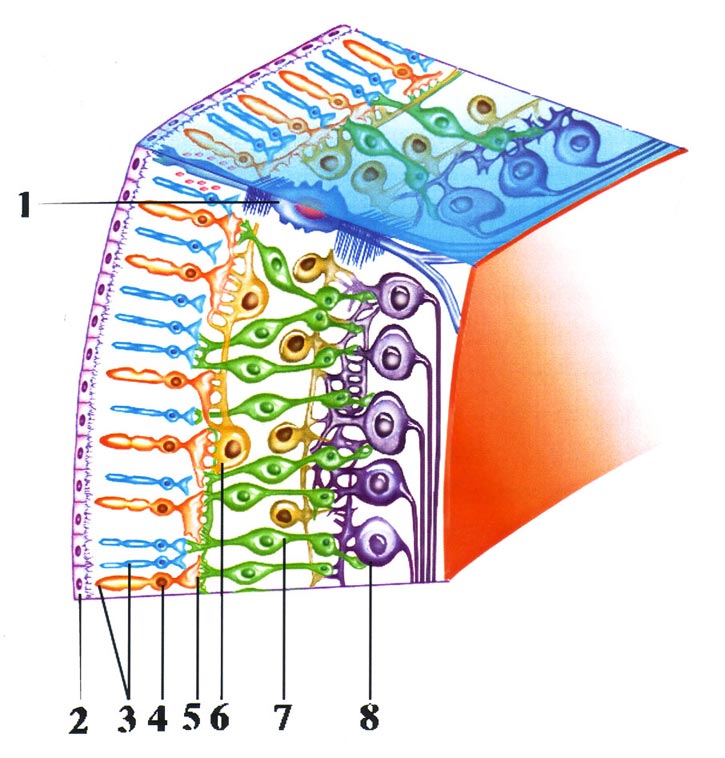 Светочувствительная сетчатка глаза &mdash; один из инструментов, с помощью которого мозг получает информацию из внешнего мира
