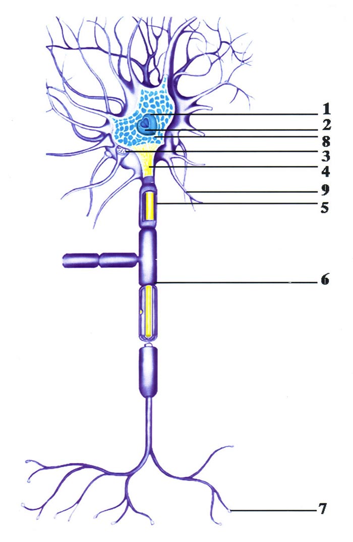 Нейроны мозга являются самыми эволюционно развитыми клетками в любом организме