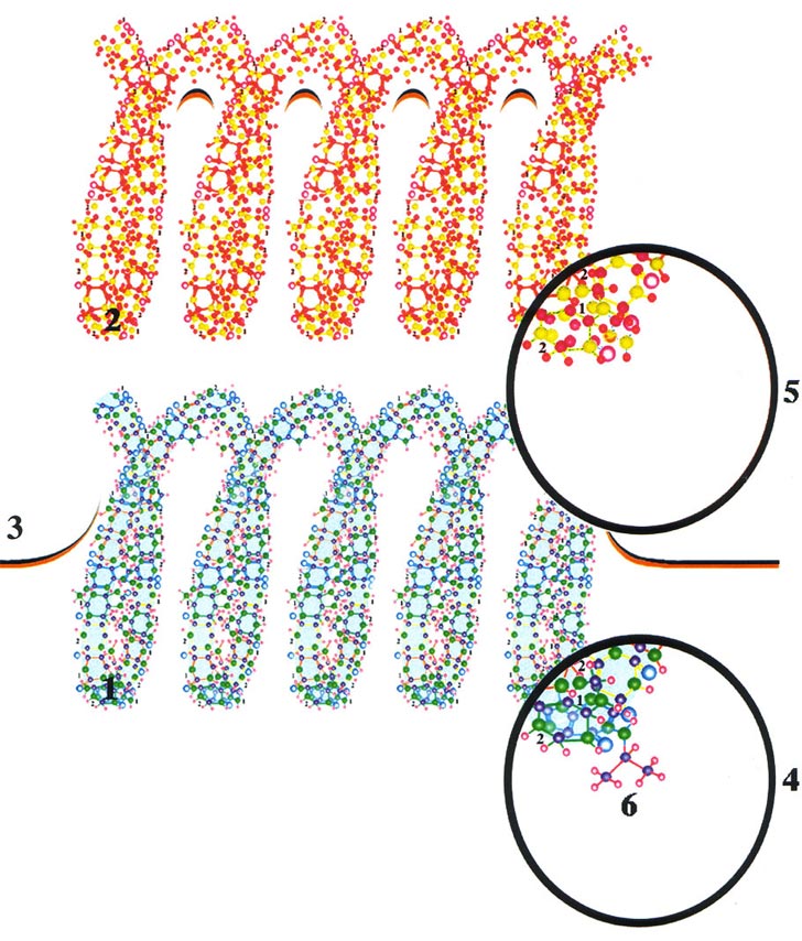 внешний сигнал в виде ионного кода достигает тела собственно нейрона