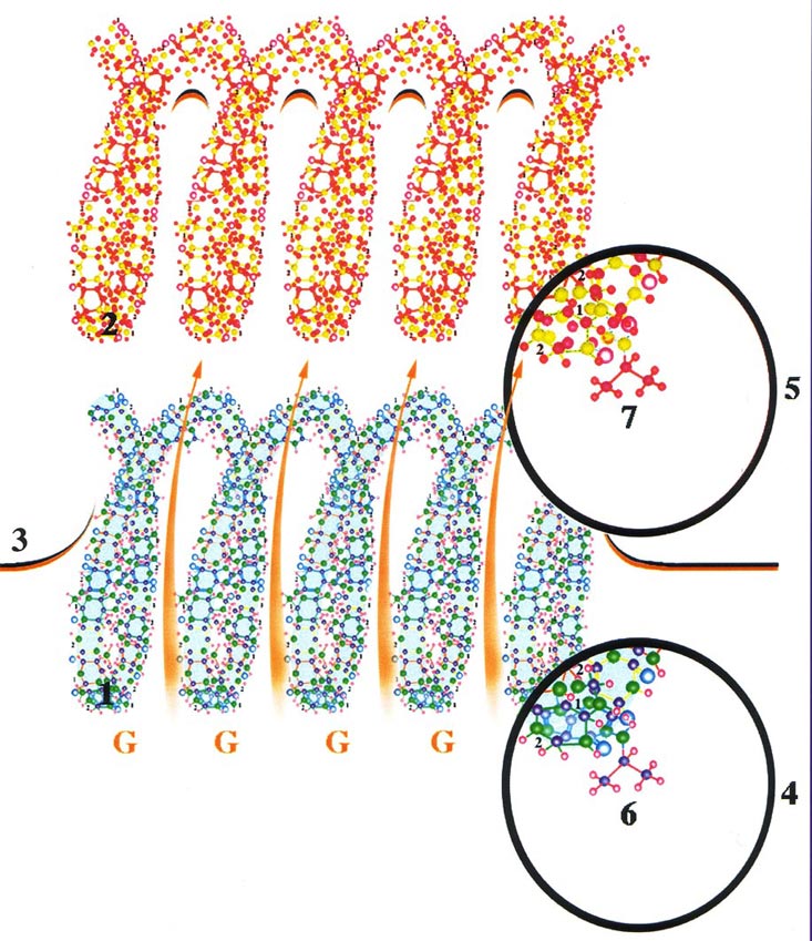 внешний сигнал в виде ионного кода достигает тела собственно нейрона