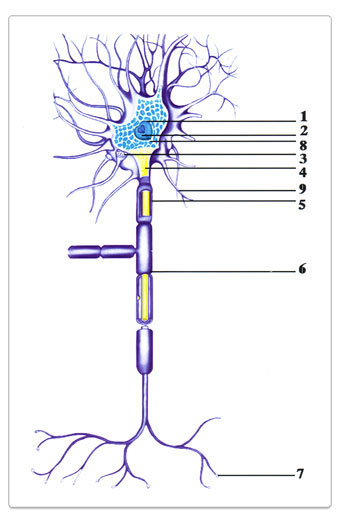 тела нейрона