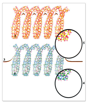 физически плотное тело нейрона образовано слиянием семи первичных материй, в то время как эфирное — одной материей G