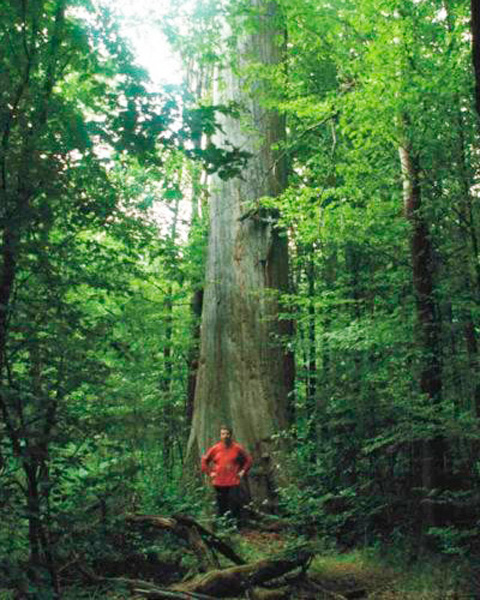 Крупнейший дуб в Белоруссии, 800 лет