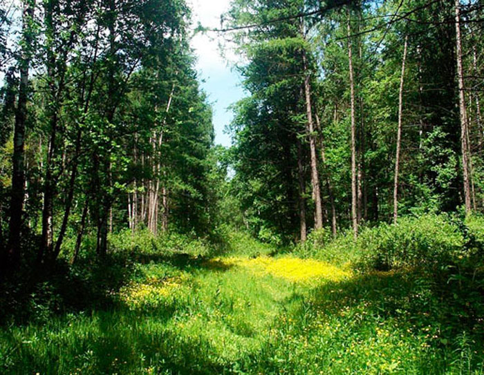 Столетние просеки не зарастают