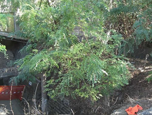 Раскопки Оплонтиса (водовод справа на заднем плане). Раскопки Оплонтиса (водовод справа на заднем плане).