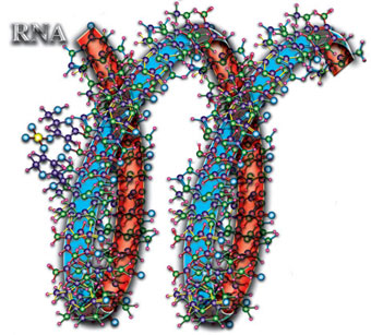 Качественные особенности органических молекул