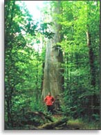 Крупнейший дуб в Белоруссии, 800 лет