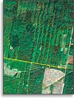 Лесные кварталы с просеками имеют прямоугольный вид