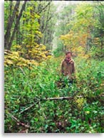 Столетние просеки не зарастают