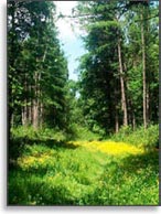 Столетние просеки не зарастают