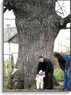 Крупнейший дуб в России, 430 лет