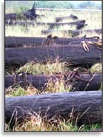 Морёный дуб